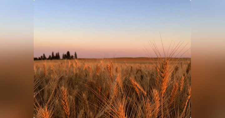 image for Glyphosate in Water, Soil, Food – Protect Your Health