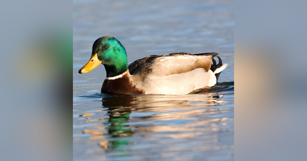 Sex Weird-O-Pedia: Shocking, Scandalous, and Incredibly Bizarre Sex Facts Sex Weird-O-Pedia: Shocking, Scandalous, and Incredibly Bizarre Sex Facts