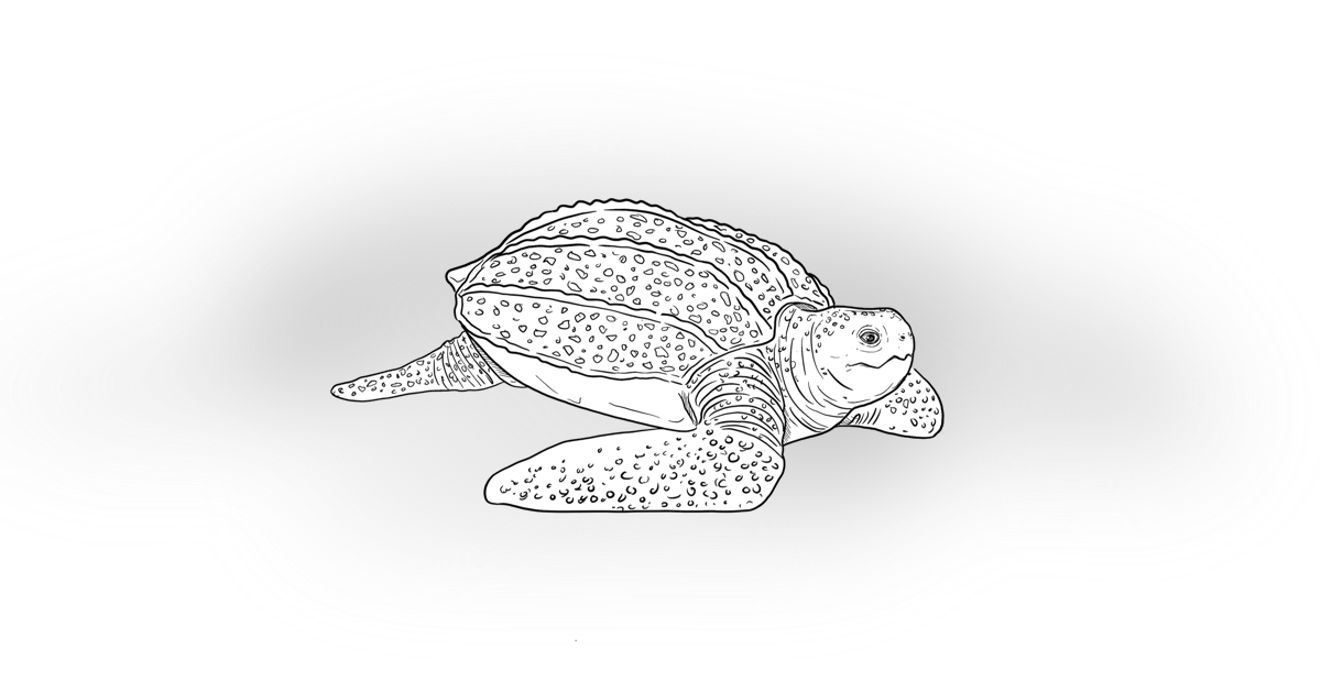 The Leatherback Turtle The Leatherback Turtle