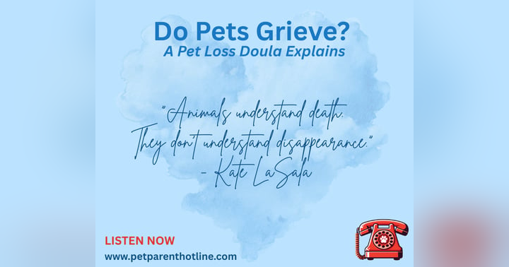 image for Disappearance vs. Death: Helping Pets Understand Loss in Multi-Pet Households