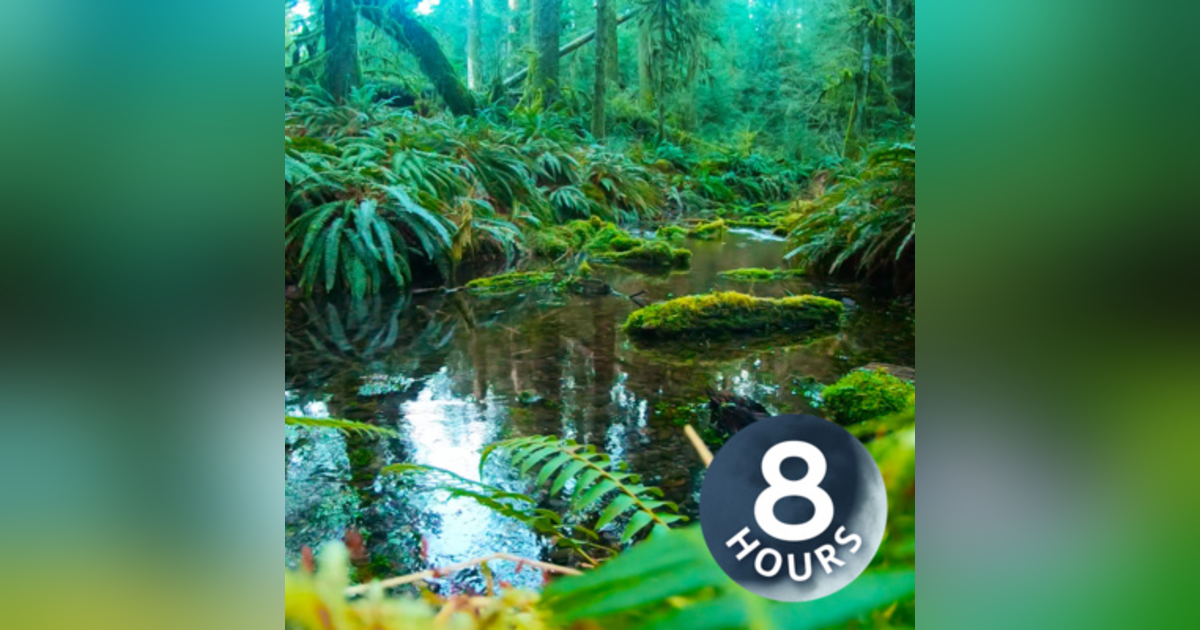 Creek Sounds for Sleeping, Studying or Relaxing | Rainforest Water White Noise 8 Hours Creek Sounds for Sleeping, Studying or Relaxing | Rainforest Water White Noise 8 Hours