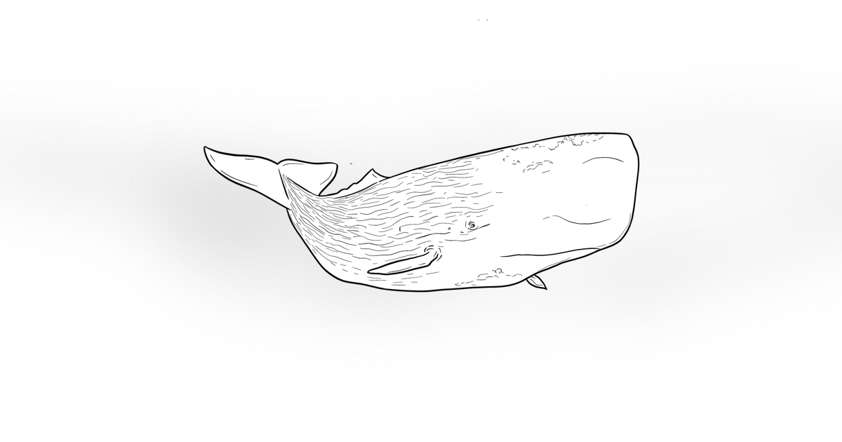 The Sperm Whale The Sperm Whale