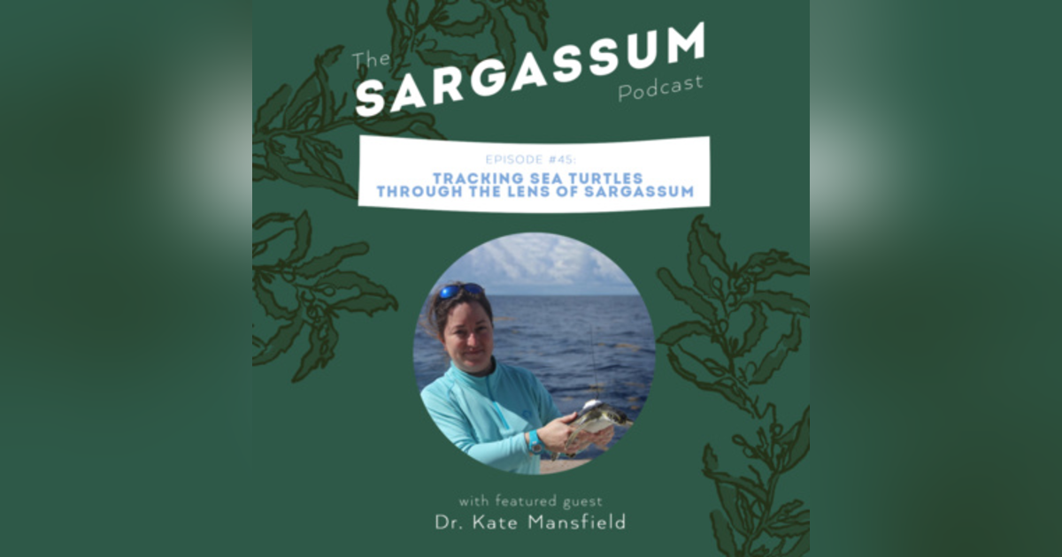 Ep. 45 Tracking Turtles Through the Lens of Sargassum with Dr. Kate Mansfield Ep. 45 Tracking Turtles Through the Lens of Sargassum with Dr. Kate Mansfield