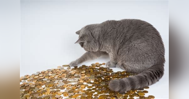image for Animals get 4 cent of every €10 given to charity in Ireland.