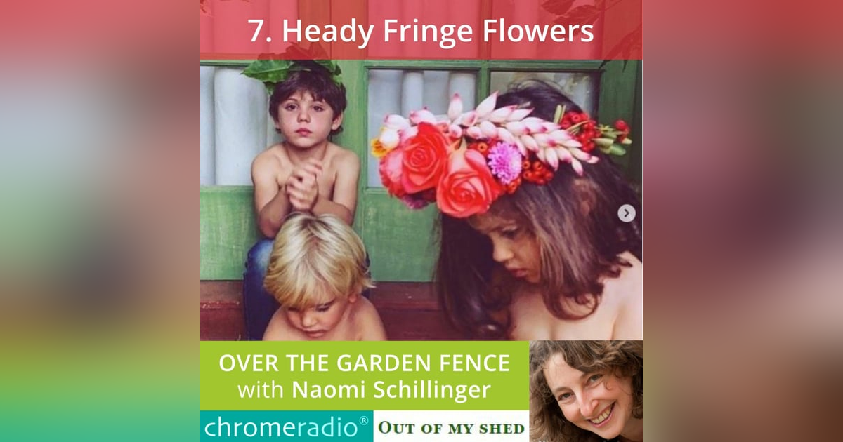 OVER THE GARDEN FENCE 7 | Heady Fringe Flowers OVER THE GARDEN FENCE 7 | Heady Fringe Flowers