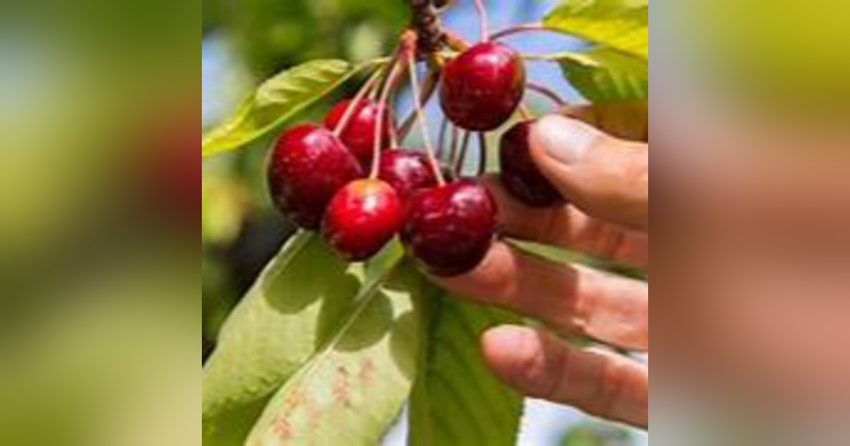 Picking Cherries Picking Cherries