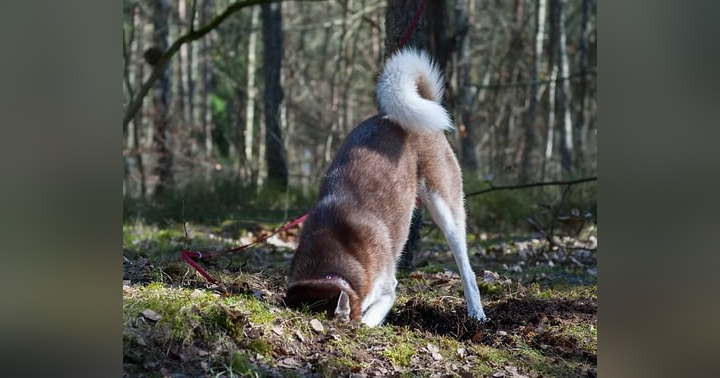 image for Why Does My Dog Dig Up My Yard?