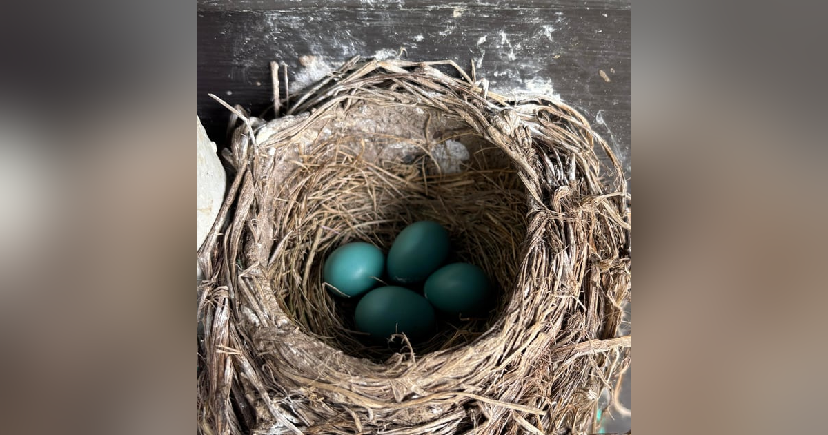 Ep 58: He’s Faithful to Fledglings Ep 58: He’s Faithful to Fledglings