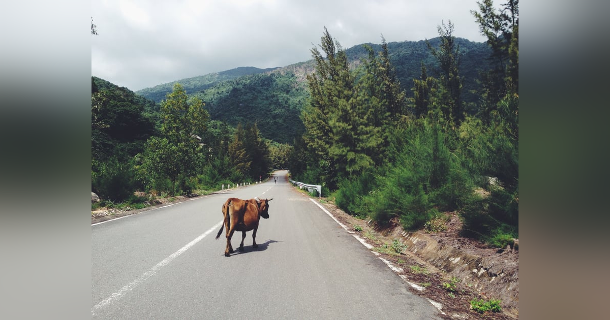 Everyday Buddhism 22 - Release Your Cows Everyday Buddhism 22 - Release Your Cows