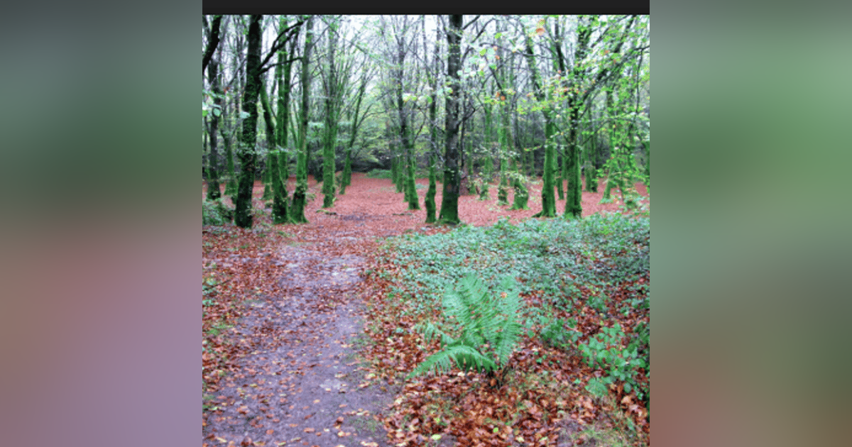 S2018 Ep64: Talking with trees in Moanbaun Woods S2018 Ep64: Talking with trees in Moanbaun Woods