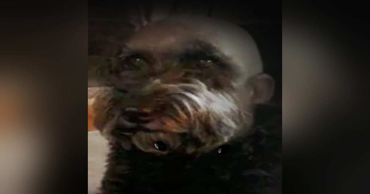 El Extraño Comportamiento De Mi Perro Historias De Terror - REDE El Extraño Comportamiento De Mi Perro Historias De Terror - REDE