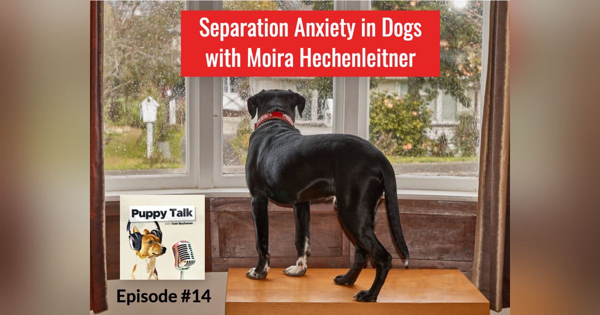 Separation Anxiety with Moira Hechenleitner Separation Anxiety with Moira Hechenleitner