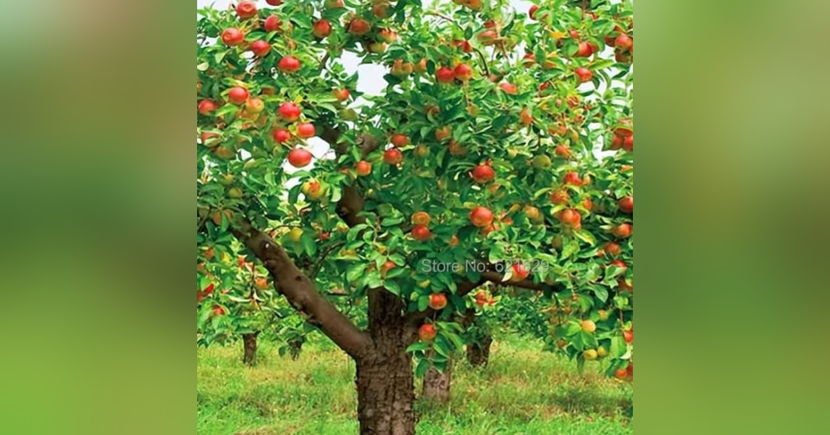 Seeds Of Bad Fruit: Fornication Seeds Of Bad Fruit: Fornication
