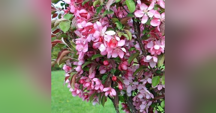 image for REJOICE IN THE LORD ALWAYS