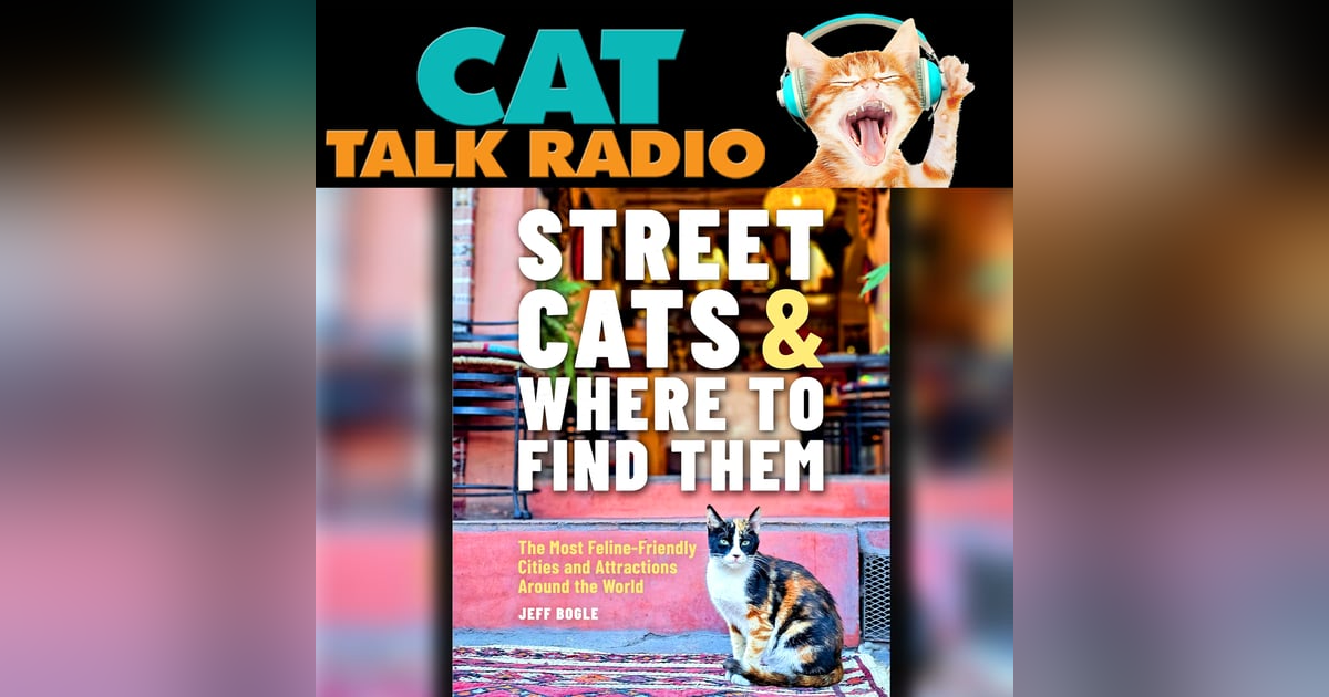 Street Cats & Where They Steal Your Heart Street Cats & Where They Steal Your Heart