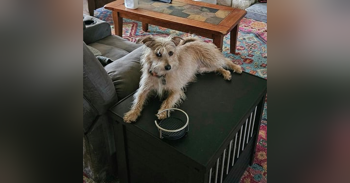 image for The Truth About Separation Anxiety in Dogs: What It Is and What Actually Works