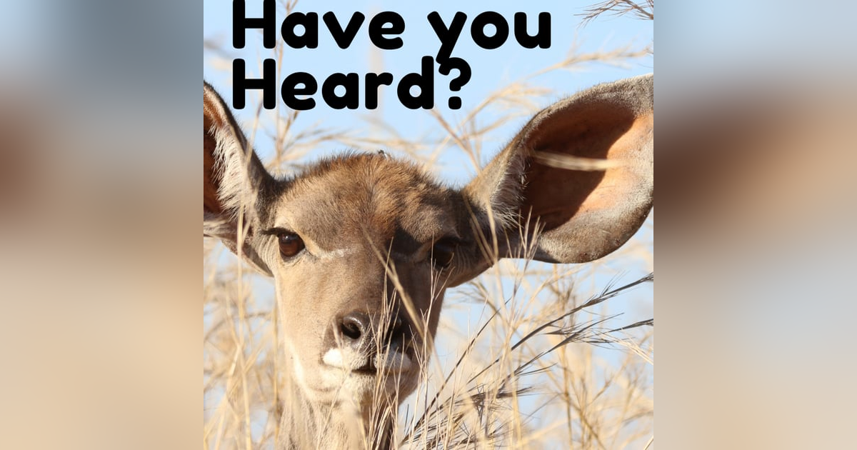 Have You Heard? with Patrick, Jordan, and Jesse Have You Heard? with Patrick, Jordan, and Jesse