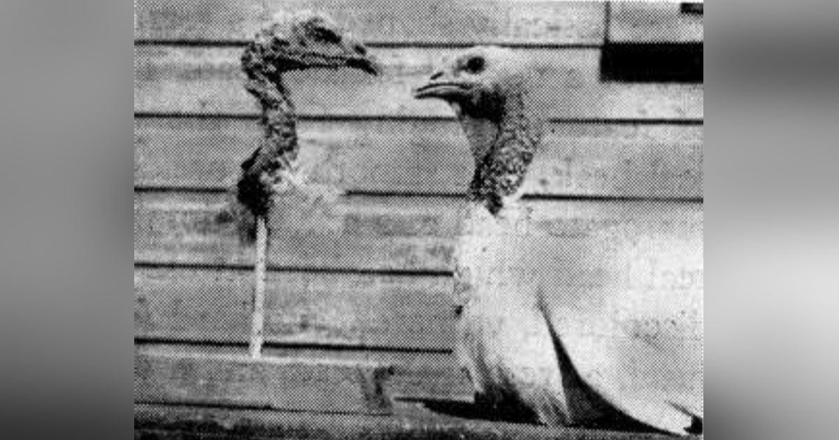 Elephants on Acid Elephants on Acid