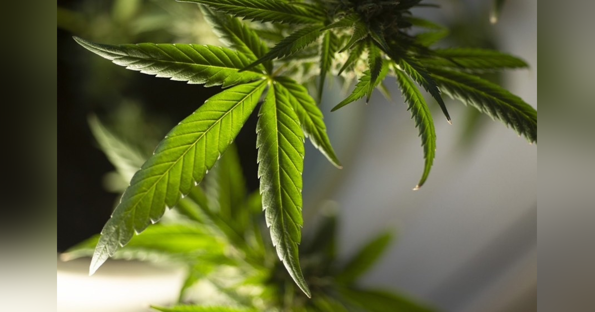 Beware the Potential Dangers of Cannabis Beware the Potential Dangers of Cannabis