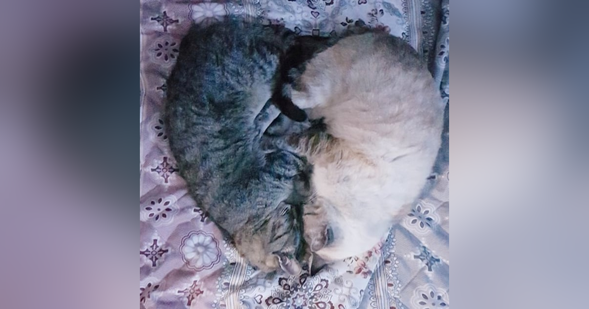 Do Soulmates Exist? (Ask Your Dating Expert Suzie) Do Soulmates Exist? (Ask Your Dating Expert Suzie)