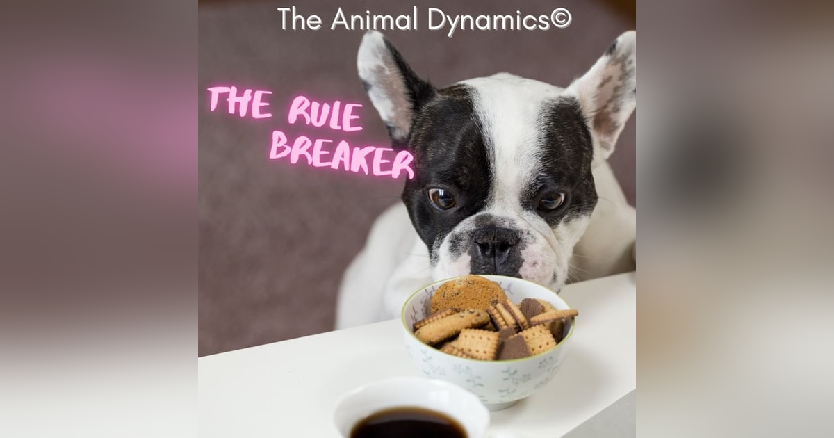 Conversations With Coryelle- The Adventurous Rule Breaker Conversations With Coryelle- The Adventurous Rule Breaker