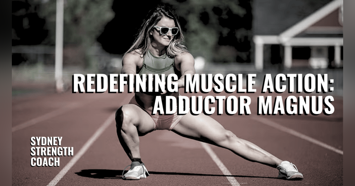 image for Redefining Muscular Action: Adductor Magnus & Adduction