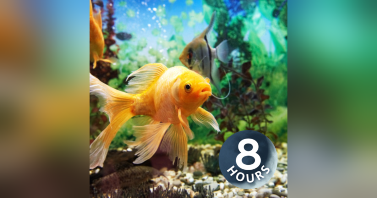 Fish Tank Soothing Water Sounds 8 Hours Fish Tank Soothing Water Sounds 8 Hours