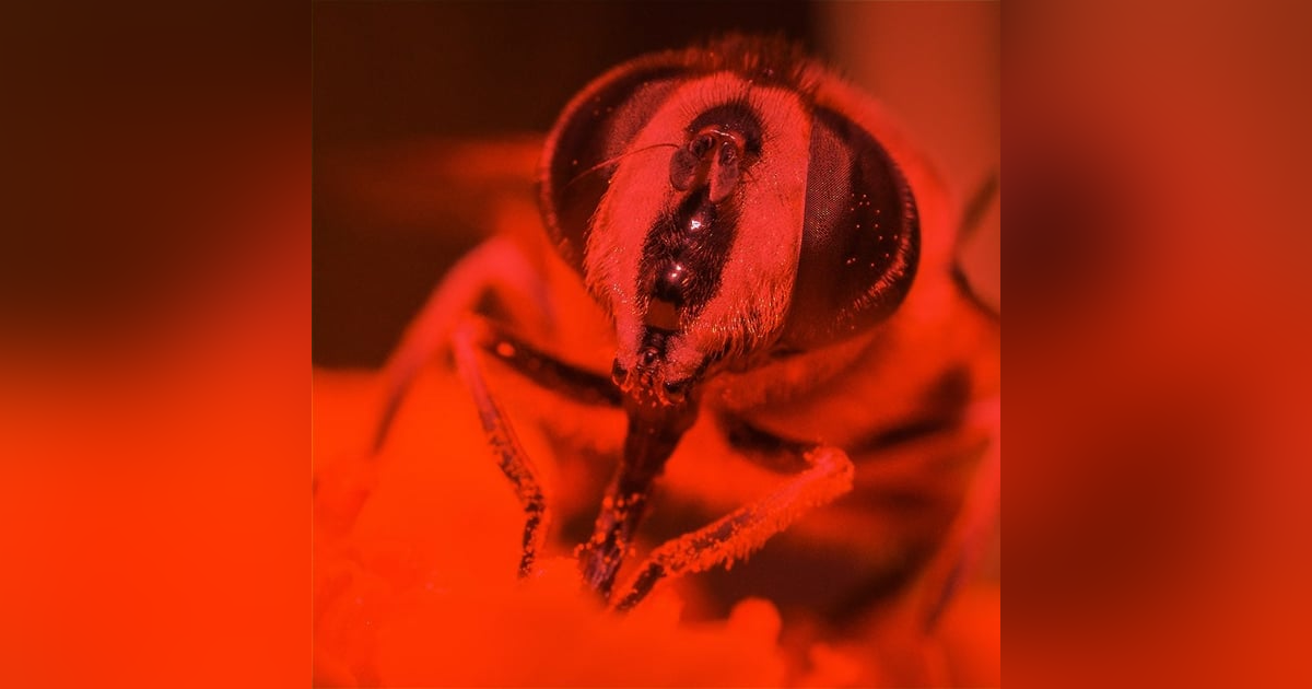 Ep.46 – All the Busy Bees - Are you HUNGRY for Horror?! Ep.46 – All the Busy Bees - Are you HUNGRY for Horror?!