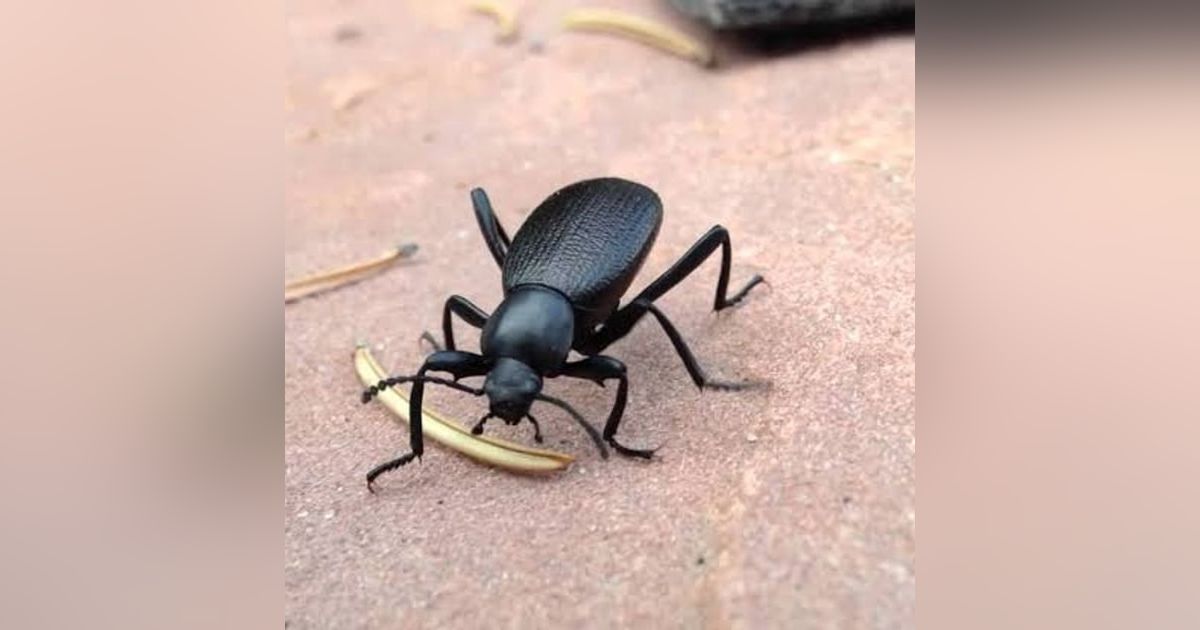 Historias de Miedo Septiembre 13 de 2024 EL ATAQUE DE LOS PINACATES Historias de Miedo Septiembre 13 de 2024 EL ATAQUE DE LOS PINACATES