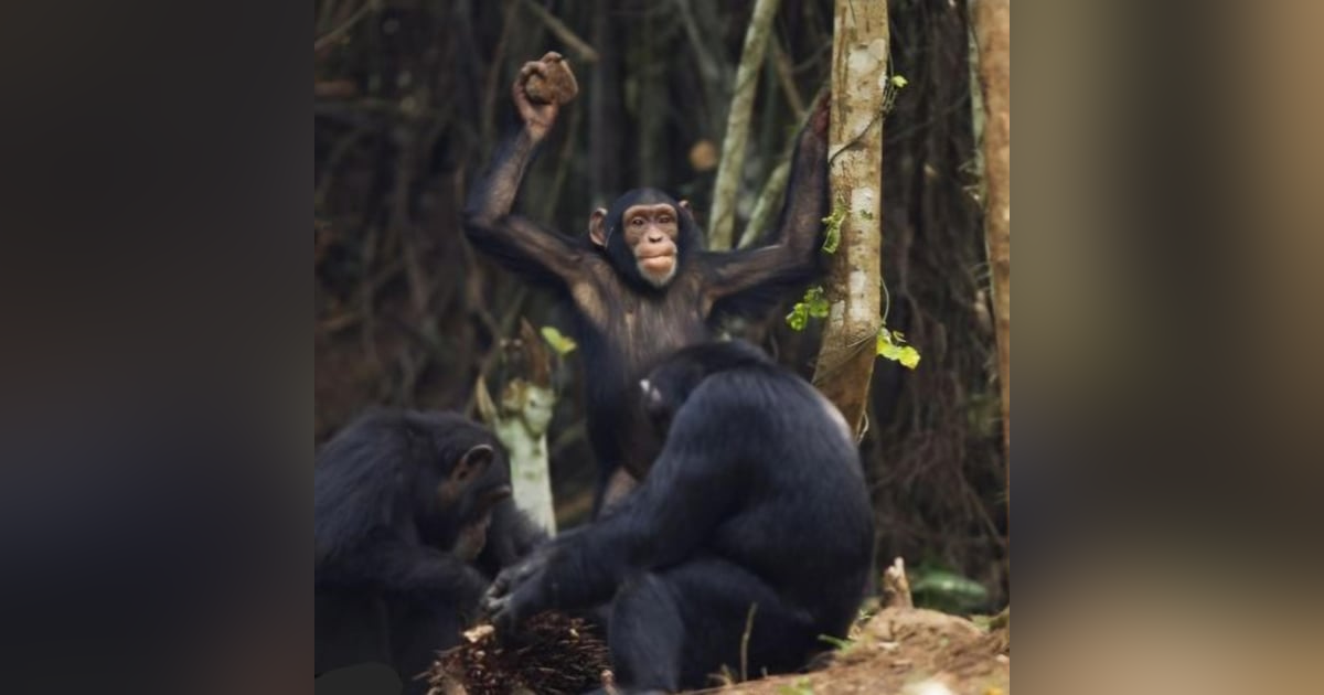 SoberNotMature - Episode 149 (Poop Throwing Monkeys Or Your Host's Other Endeavors) SoberNotMature - Episode 149 (Poop Throwing Monkeys Or Your Host's Other Endeavors)