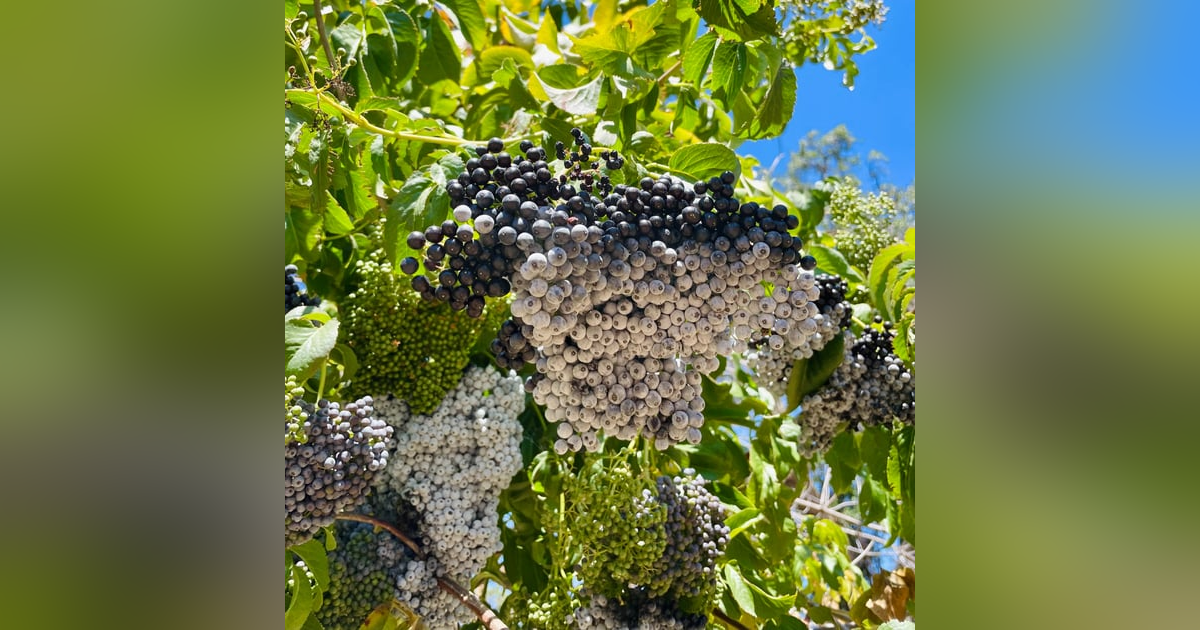 TEK (Traditional Ecological Knowledge / Indigenous Ecological Knowledge) with Frank Lake TEK (Traditional Ecological Knowledge / Indigenous Ecological Knowledge) with Frank Lake