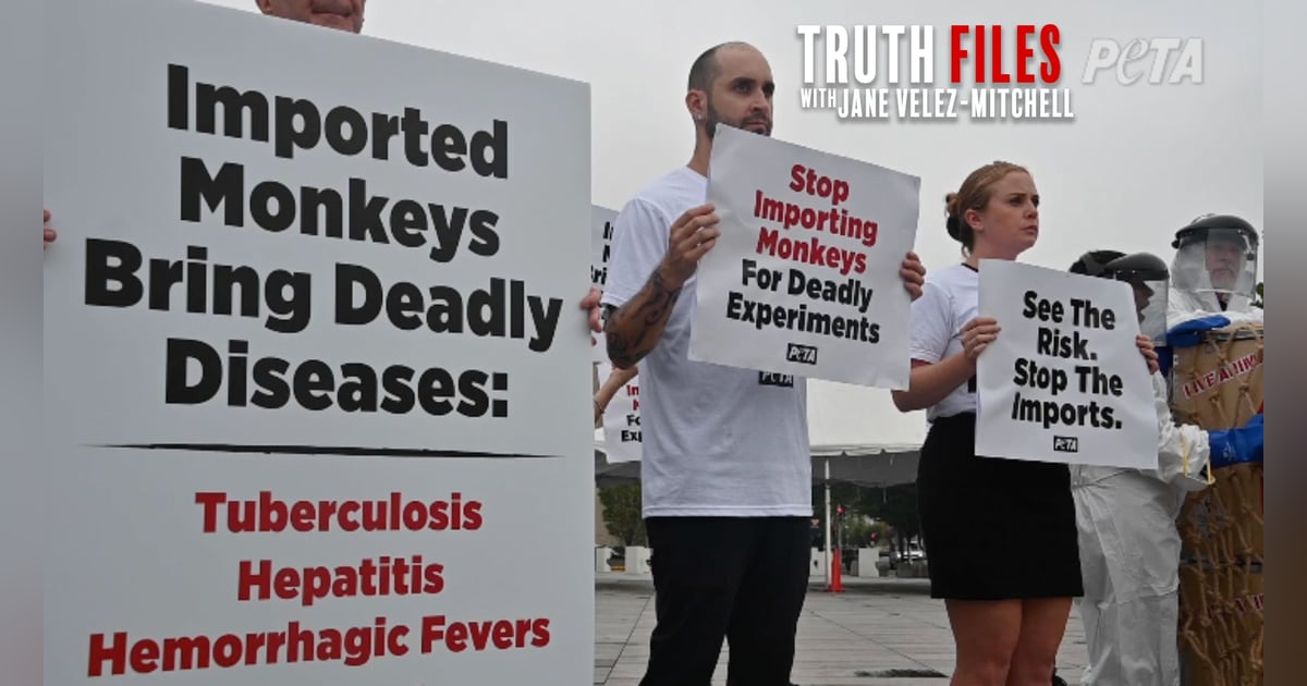 CDC Under Fire: TB Monkey Crisis CDC Under Fire: TB Monkey Crisis