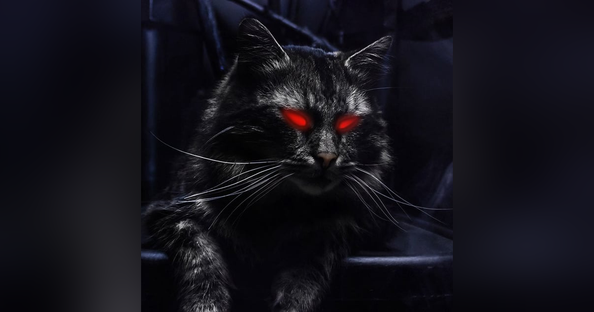Ep.27 – The Cat's Out of the Bag - Death and Revenge! Ep.27 – The Cat's Out of the Bag - Death and Revenge!
