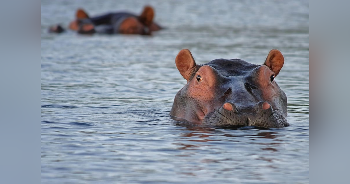 The American Hippo Project The American Hippo Project