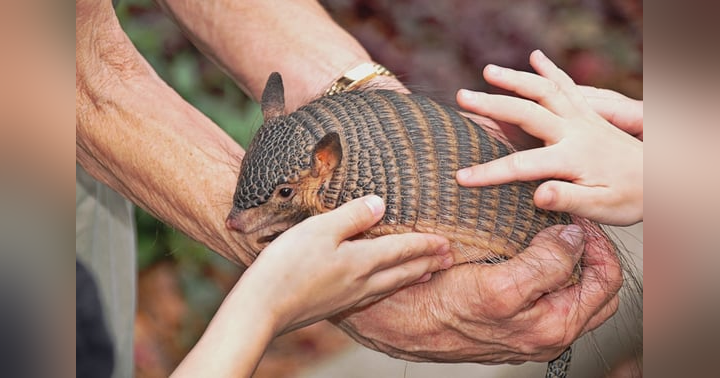 image for Armadillos and Leprosy: The Unexpected Link