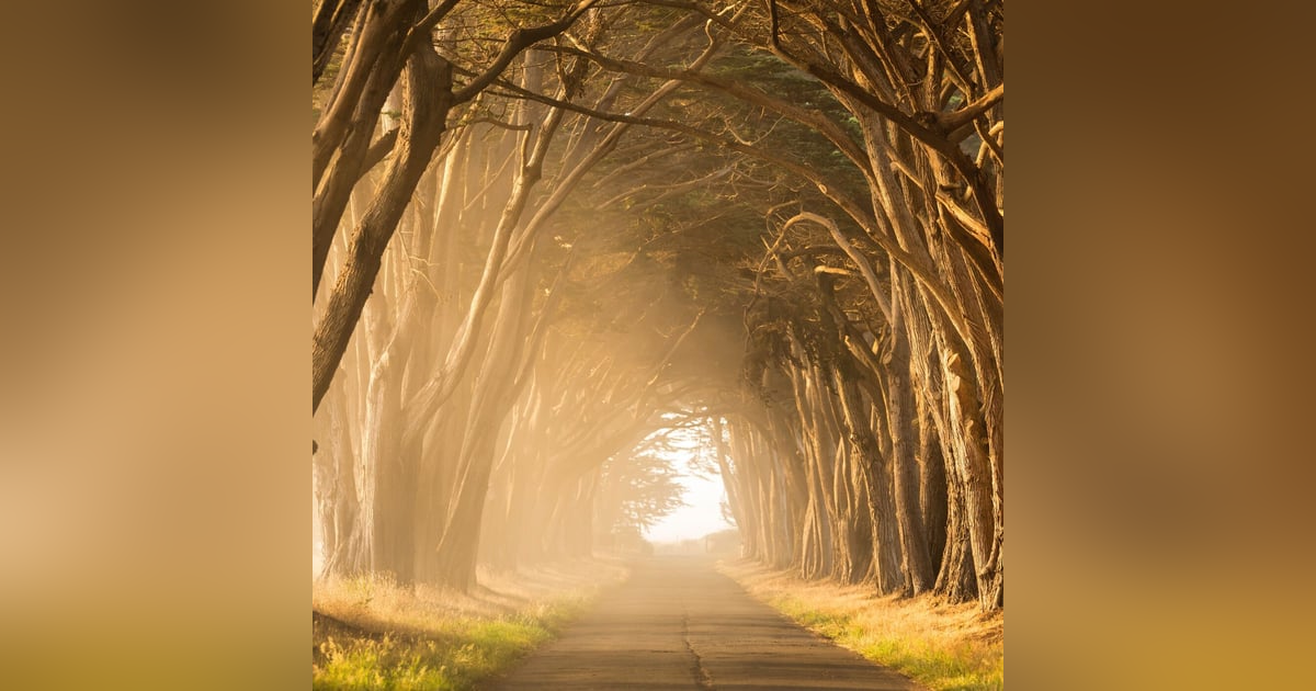 The COST OF OPPORTUNITY COST The COST OF OPPORTUNITY COST