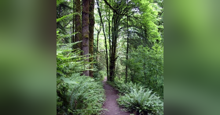 image for The Hunt for the Forest Park Killer