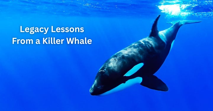 image for Legacy Lessons From a Killer Whale