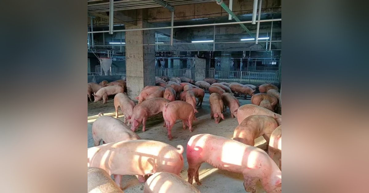 Reportajes en Es la Mañana: Macrogranjas en Castilla y León Reportajes en Es la Mañana: Macrogranjas en Castilla y León