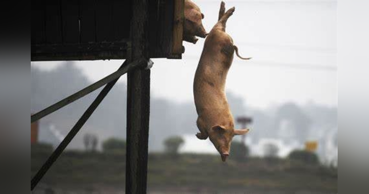Why Did Jesus Cast Demons Into Pigs? #5 Reading Mark 5 Why Did Jesus Cast Demons Into Pigs? #5 Reading Mark 5