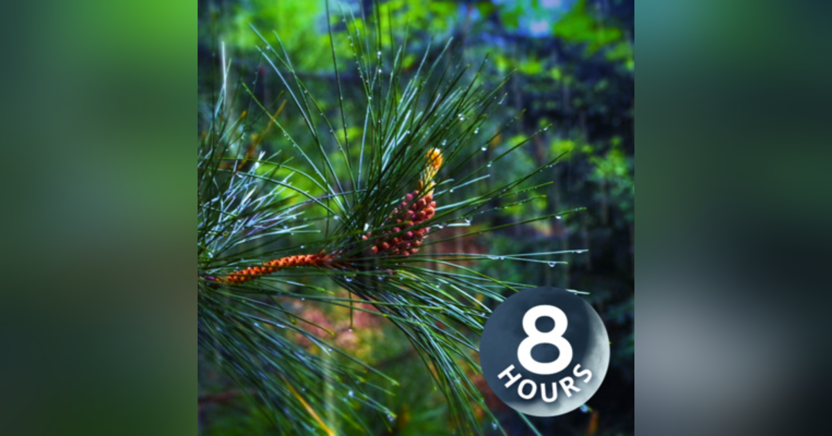 Relaxing Rain Sounds & Forest Ambience 8 Hours I for Stress Relief or Sleep Relaxing Rain Sounds & Forest Ambience 8 Hours I for Stress Relief or Sleep