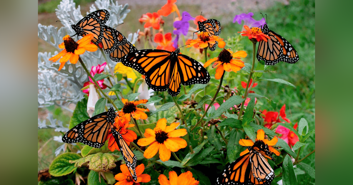 700 - Butterflies at Rest 700 - Butterflies at Rest
