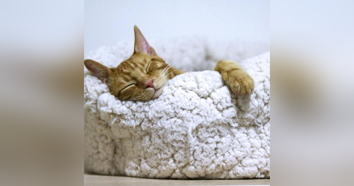 Ideas para DORMIR mejor Ideas para DORMIR mejor