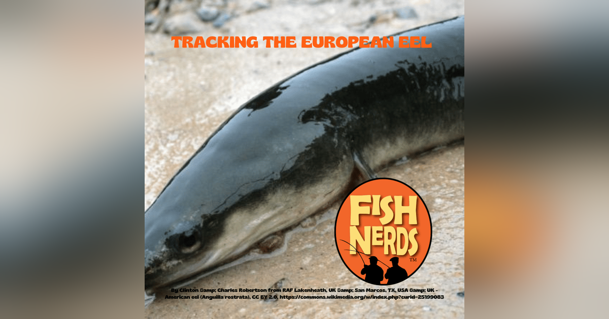 Tracking the European Eel and Drop Shotting ep 305 Tracking the European Eel and Drop Shotting ep 305
