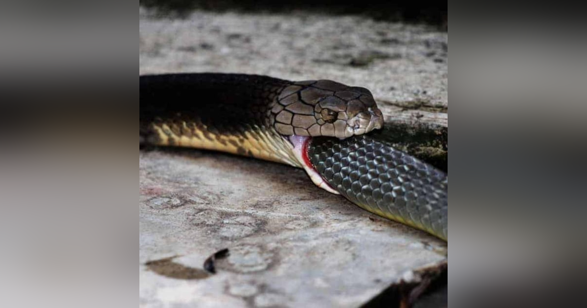 Cannibalism: A Perfectly Natural History Cannibalism: A Perfectly Natural History