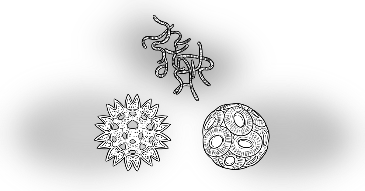 The Phytoplankton The Phytoplankton