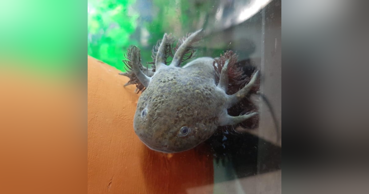 Historias de Miedo Marzo 18 de 2024 AXOLOTES FALSOS Historias de Miedo Marzo 18 de 2024 AXOLOTES FALSOS