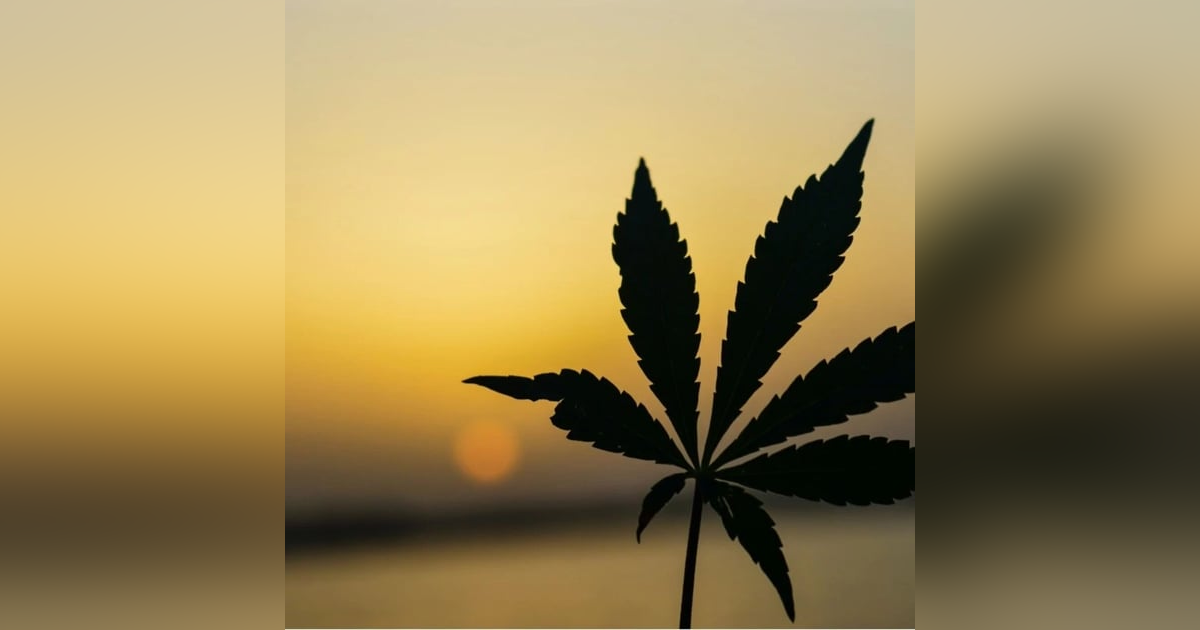 Hemp Renaissance and Conspiracies with Jordan Cook Hemp Renaissance and Conspiracies with Jordan Cook