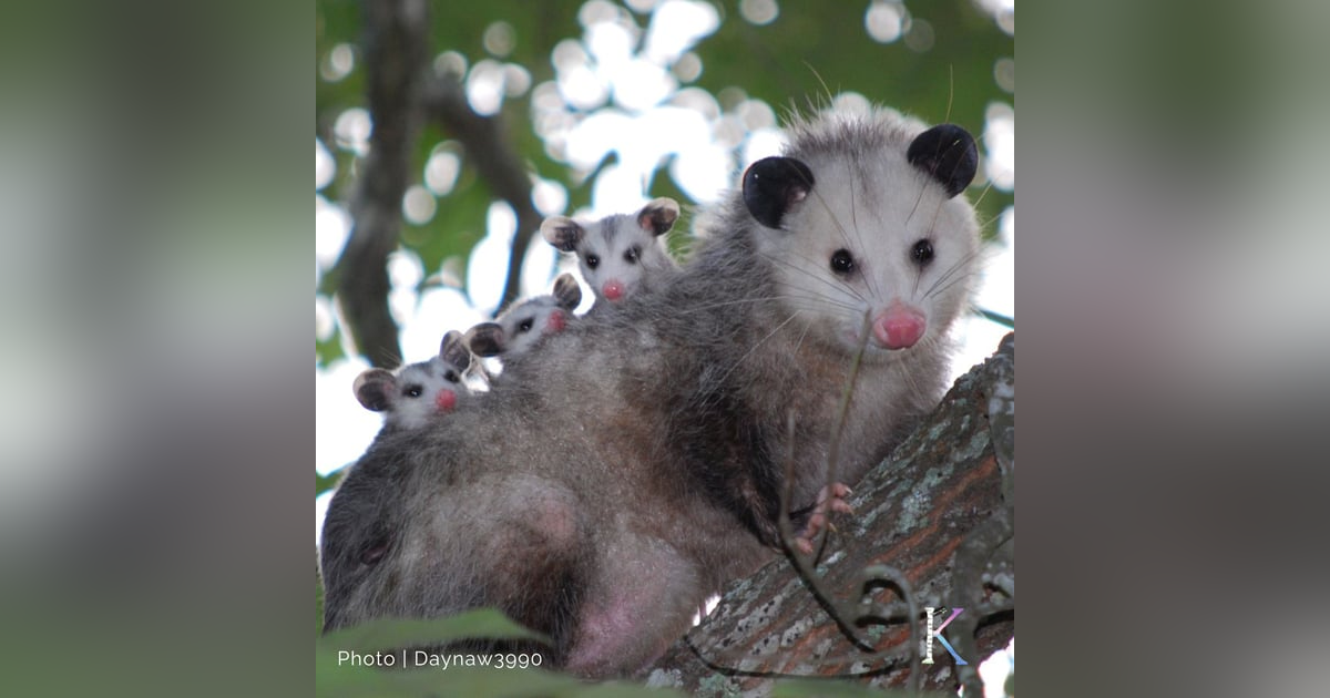 Possums! | With Chris Strub, Wildlife Rehabilitator Possums! | With Chris Strub, Wildlife Rehabilitator