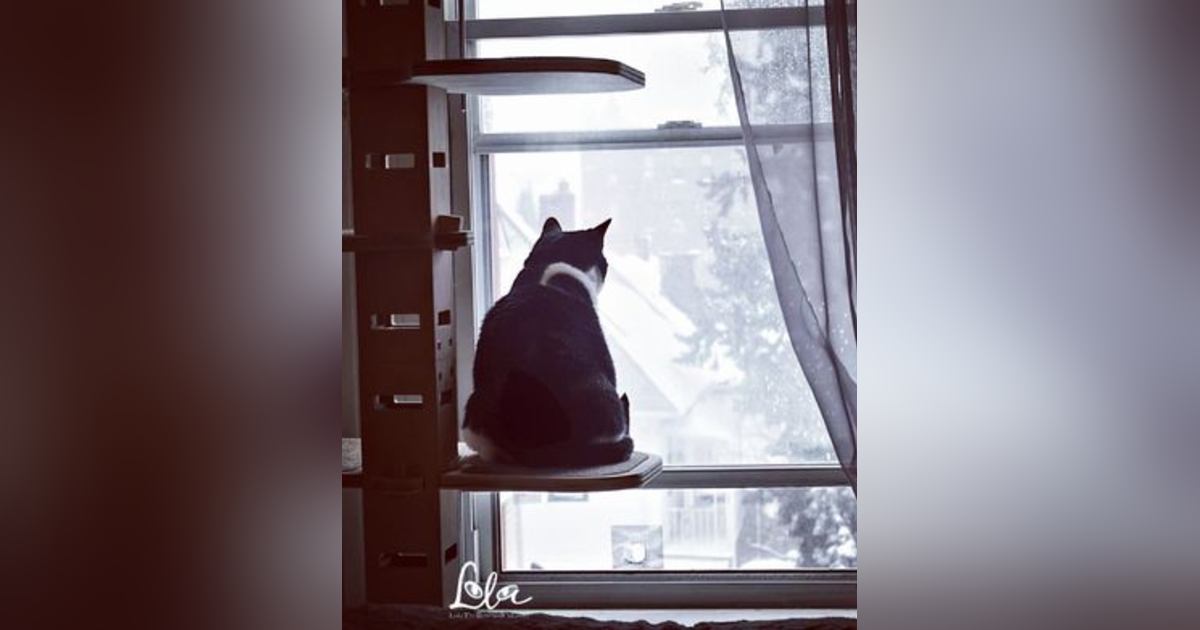 MIR- Conversations with Coryelle- Healing Lola the cat MIR- Conversations with Coryelle- Healing Lola the cat